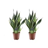 Sansevieria Futura Superba – 2 Zimmerpflanzen – Ø14cm 45cm –...