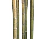 1 Stück Bambusrohr grün-gelblich naturfarben 180cm mit Durchmesser 4 bis...