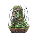 NCYP 20x17,5x25 cm Geschlossenes geometrisches Glas Terrarium mit Tür,...