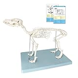 Hundeskelett Modell, Kleines Hunde Skelett Anatomie Modell Mit Sockel,...