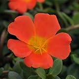 Portulak-Blumensamen, 100 Stück, Orange