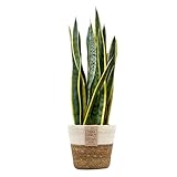 Green Me Up Bogenhanf Sansevieria laurentii - große Zimmerpflanze 80-90 cm...