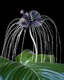 Wunderschöne Schwarze Fledermauslilie Tacca chantrieri Bat Plant 10 Samen...