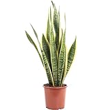 Bogenhanf - pflegeleichte Zimmerpflanze, Sansevieria trifasciata Laurentii...