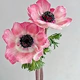 herbstanemone stauden winterhart mehrjährig sommerblumen bodendecker...