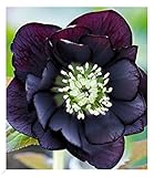 BALDUR Garten Gefüllte Christrose Black Swan 1 Pflanze, Helleborus niger,...