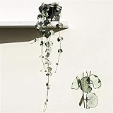 Ceropegia woodii Silver Glory 20-24 cm - Leuchterblume - Grünpflanze -...