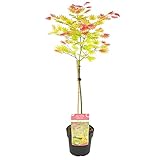 Bloomique - Acer Shirasawanum Moonrise - Japanischer Ahorn auf Stamm -...