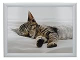 Creative Tops Kitten Schoßtablett mit Kissen, Beanbag gepolstert, 44 x...