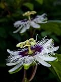 Seedeo Maracuja Passionsfrucht (Passiflora edulis flavicarpa) 20 Samen