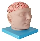 Anatomiemodell des Menschlichen Gehirns, Abnehmbares Anatomisches...
