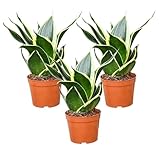 Babypflanze Drillinge Bogenhanf | 3x Sansevieria laurentii im 9 cm Topf |...