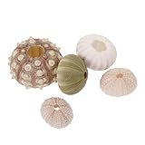 UTHCLO 5 Stück Natürliche Seeigel Muschel Pflanzhalter für Luftpflanzen...