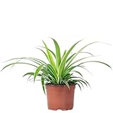 Grünlilie 'Ocean' - pflegeleichte Zimmerpflanze, Chlorophytum Comosum -...