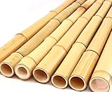 1 Stück Bambusrohr 100cm gelb gebleicht mit 3,8 bis 5cm Durchmesser - 1m...