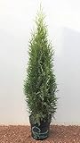 Thuja occidentalis 'Smaragd' 60–80 cm – Immergrün, Winterhart,...