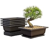 Mollyfox Bonsai Trainingstöpfe, 6-teilig Bonsai Schale mit Tabletts,...