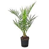 Bloomique - Phoenix Canariensis - Kanarische Dattelpalme - Palme -...