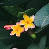 20 pcs Frangipani Samen, nachhaltige produkte winterfeste pflanzen für...