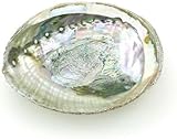 Bunte große Abalone-Schale, 10,2 - 11,4 cm, natürliche Verschmierschale...