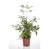 Drachenbaum 40 cm - Dracaena Surculosa Zimmerpflanze für Innenräume -...