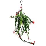 Lippenstiftpflanze - Schamblume - Aeschynanthus 'Rasta' - hängende Pflanze...