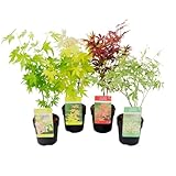 Plant in a Box - Acer palmatum - Japanischer Ahorn Baum Winterhart - 4er...