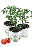 3er Set Tomatenpflanze Harzfeuer F1, Tomaten Pflanzen, Pflanze, Frische...