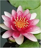 BALDUR Garten Seerose (Nymphaea) Rot, 1 Pflanze Wasserpflanzen für den...