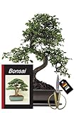 Genki-Bonsai Bonsai-Starterset Chinesische Ulme – 4-teiliges...
