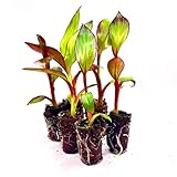 Ensete-ventricosum 'Maurelli' JUNGPFLANZEN Rote Gartenbanane