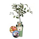 Plants by Frank | Biologische Apfelbaum | 1 x Malus Elstar | 20 cm Ø | 60...