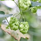 hopfen samen mehrjährig winterhart - topf pflanze deko blumen garten...