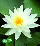 BALDUR Garten Seerose (Nymphaea) Schneeweiß, 1 St. Wasserpflanze...