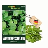 Winterpostelein Winterportulak Samen - Claytonia perfoliata - Portulaksamen...