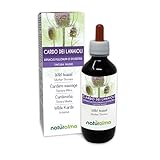 Wilde Karde (Dipsacus fullonum oder D. sylvestris) Wurzeln Alkoholfreier...