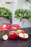 Malus 'Topaz' -S- 40 cm Stammhöhe - Apfelbaum, saftige Früchte, Erntezeit...