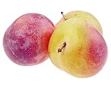 Pflaumenbaum 'Königin Viktoria' – 120 cm | Selbstbestäubend | Süße &...