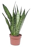 Bogenhanf (Sansevieria zeylanica), kompakt mit dunkelgrüner kräftiger...