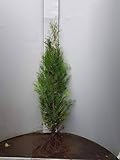 10 Thuja Brabant 100-125cm ohne Wurzel gemessen frisch vom Feld Gartenhecke...