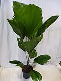 [Palmenlager] Licuala grandis 150 cm - Stamm 20 cm // großblättrige...