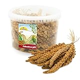 JR FARM Birds Kolbenhirse gelb im Eimer 500 g