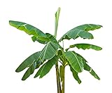 Musa velutina 10 Bananensamen rosa Zwergbanane frosthart