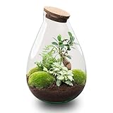 Drop XL Grun - Flaschengarten mit Korken - DIY Terrarium mit Pflanzen im...