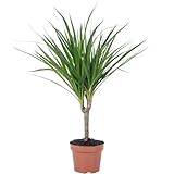 Drachenbaum - echte Zimmerpflanze, Dracaena Marginata - Höhe ca. 35 cm,...