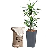 Hydro Set XL Büropflanze Dracaena Rikki - Hydrokultur mit...