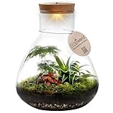 vdvelde.com - Flaschengarten - - Pflegefreies Pflanzen terrarium - Ø 30 cm...