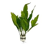 WaterPlants Javafarn, Microsorum pteropus, Barsch, Robust, Wasserpflanze,...