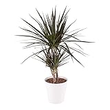 Drachenbaum, Dracaena Marginata, echte Zimmerpflanze mit gratis 17 cm Topf,...