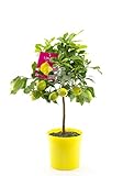 Citrus limon Lunario 80-100 cm – Echter Zitronenbaum für Garten &...